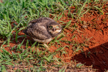 Burrowing owl cub at the entrance to the hole in the dirt floor with a menacing physiognomy