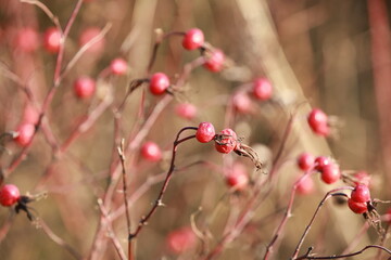 autumn berry