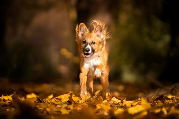 Biegnący pies w jesiennych liściach  - obrazy, fototapety, plakaty