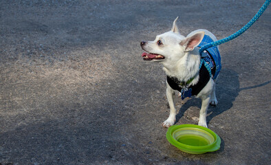 A bright-eyed Chihuahua in a costume stands on pavement next to a colorful collapsible silicone water bowl on a warm day