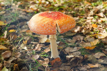 Fly-agaric lit by sun rays. Late autumn. Yellow leaves on the ground