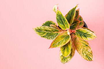 Top view of small green variegated plant Aglaonema Salmon Fantasy on pink background with copy...
