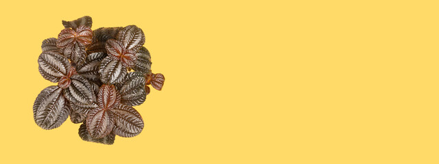 Top view of small green plant Pilea on yellow background with copy space. Extra banner home plant concept flat lay. texture of flower leaves