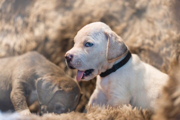 Portrait of a cute 5 weeks old great dane puppy dog