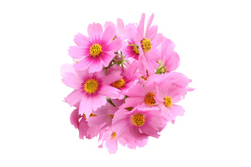 白背景のコスモスの花束