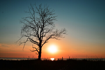 Tree at sunset. Baltic Sea
