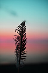 Feather at sunset. Sea view. Baltic Sea