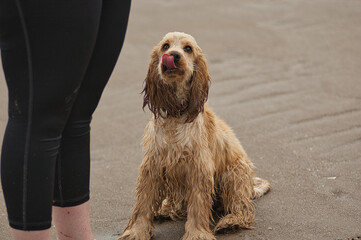 portrait of a dog