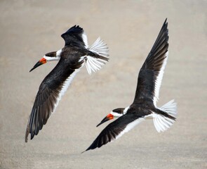Black Skimmer Birds