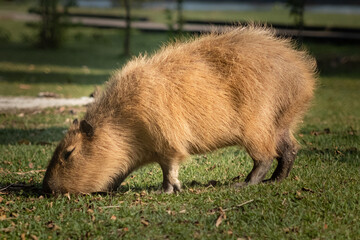 Capivara