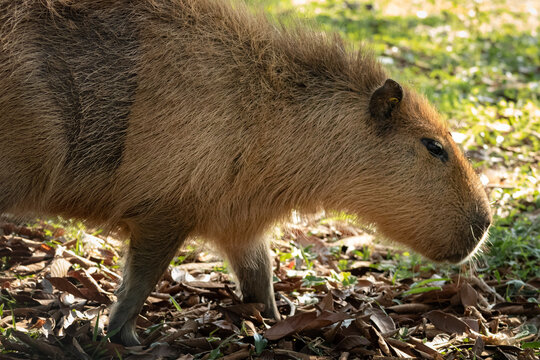 Capivara