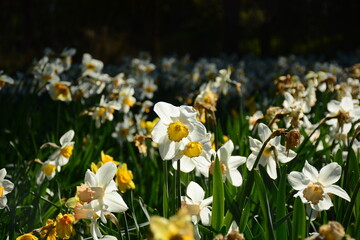 Narcisos blancos y amarillos en el campo