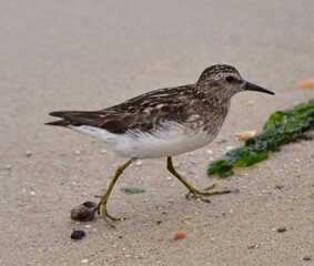 Sandpiper
