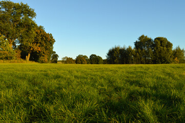 Grass, Polish meadow, green
