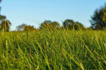 Grass, Polish meadow, green - obrazy, fototapety, plakaty