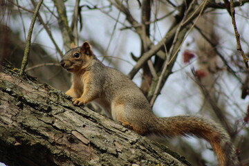squirrel on a tree