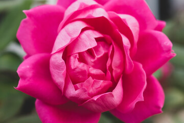Close up on unfurling pink flower