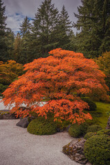 Bonsai tree with red leaves in a Japanese garden on the sand and background of autumn landscape....