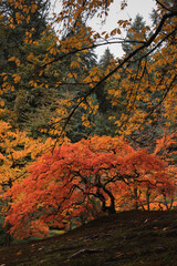 The Crown of the Old Tree in Autumn with Vivid Colors in Portland Garden