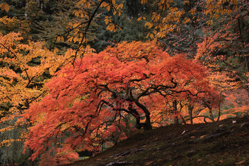 Red-leafed bonsai tree in japanes garden on a autum landscape background.