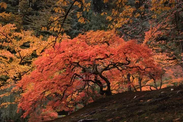 Fotobehang Bonsai Red-leafed bonsai tree in japanes garden on a autum landscape background.  © Володимир Маценко
