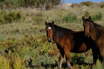 Twoo wild horses in the Peneda-Geres National Park, the only national park in Portugal.