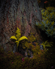 Sword Ferns Growing Out of an bark tree covered with moss.