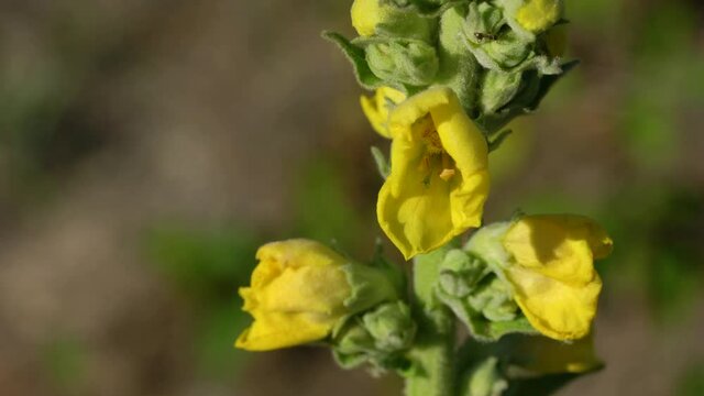 Great Mullein in slight breeze (Verbascum thapsus) - (4K)