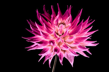 Purple dahlia flower isolated on black background
