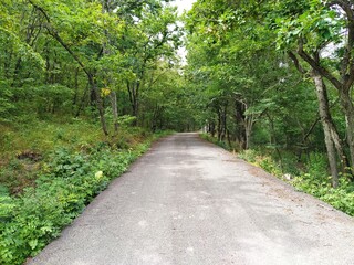 Forest park road scenery in green countryside. Empty pavement road in forest. Green park road 