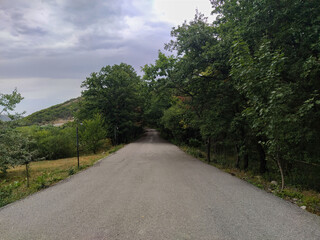 Forest park road scenery in green countryside. Empty pavement road in forest. Green park road 