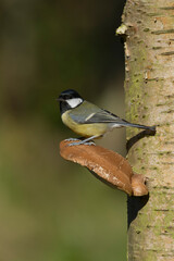 Great tit, Parus major