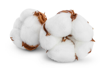 Cotton plant flower isolated on white background with clipping path and full depth of field