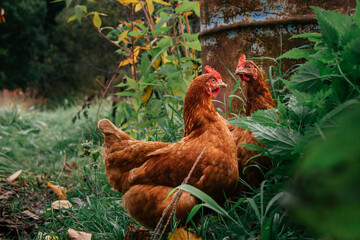 Countryside. Red hens walking free on farm.