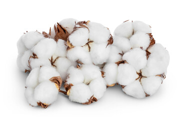 Cotton plant flower isolated on white background with clipping path and full depth of field