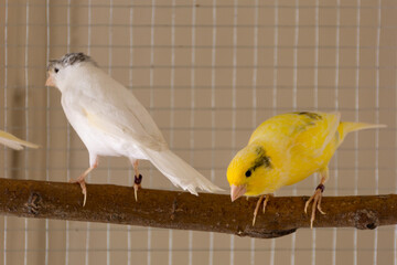 Cute yellow with black pattern canary stands on perch in a cage and playing. Pet and animal...
