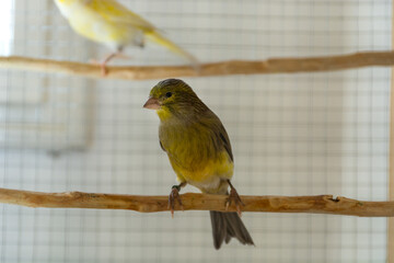 The green canary of the nightingale breed stands on perch in a cage. Pet and animal concept. Close up, selective focus and copy space