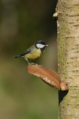 Great tit, Parus major
