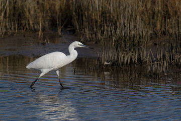 Little egret, Egretta garzetta,
