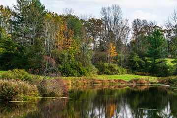 Autumn lake in the woods