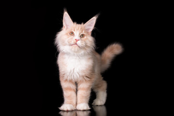 A white maine coon kitten on black background.