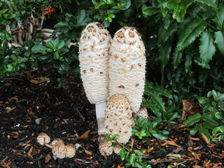 Shaggy Manes