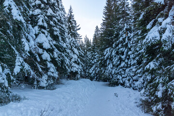 Winter landscape of Rila Mountain near Malyovitsa peak, Bulgaria