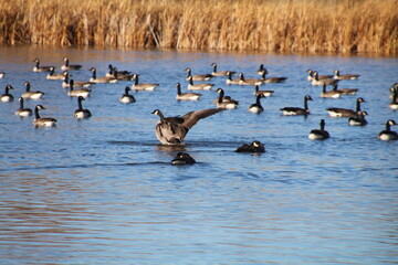 Wings Over The Water, Pylypow Wetlands, Edmonton, Alberta