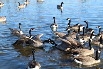 Battle Of The Geese, Pylypow Wetlands, Edmonton, Alberta