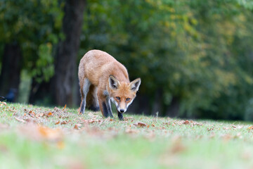 Red fox, Vulpes vulpes