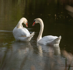 two white swans interacting or communicating with each other in small pond in nature preserve sanctuary in Ontario in natural setting peaceful tranquil and romantic  in horizontal format with space 