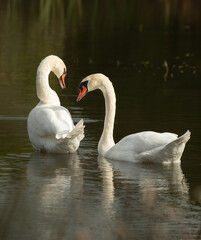 two white swans interacting or communicating with each other in small pond in nature preserve sanctuary in Ontario in natural setting peaceful tranquil and romantic  in horizontal format with space 