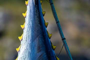 Atlantic bluefin tuna hanging by its dark blue and silver color tail with yellow caudal finlets leading down the body of the big saltwater fish. The giant tuna is hung to prepare for market and sale. 
