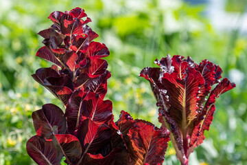 Tall red romaine lettuce growing tall on its stalks. The crop has the sun shining on the long...